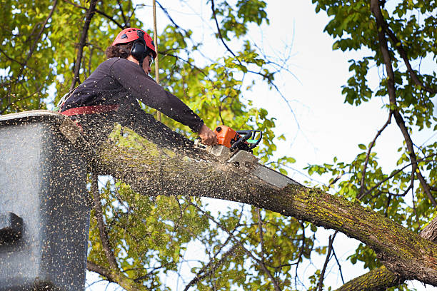 Best Arborist Services Near Me  in Pho, IL